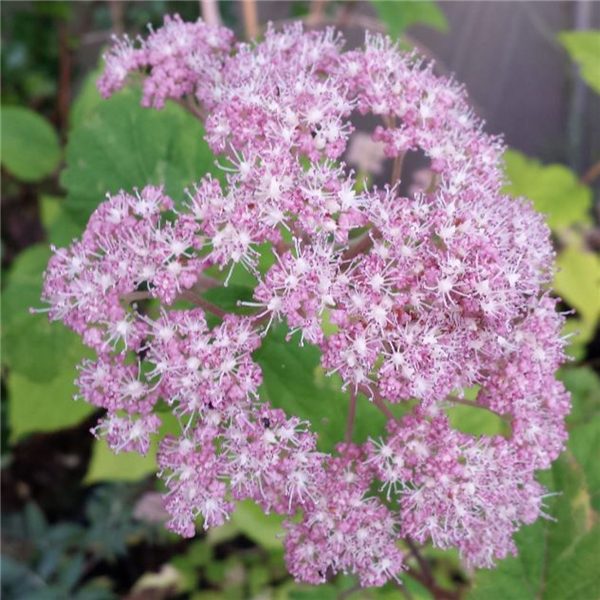 Гортензия pink pincushion фото