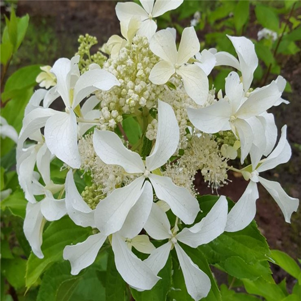 Hydrangea paniculata 'Great Star' | Farmyard Nurseries