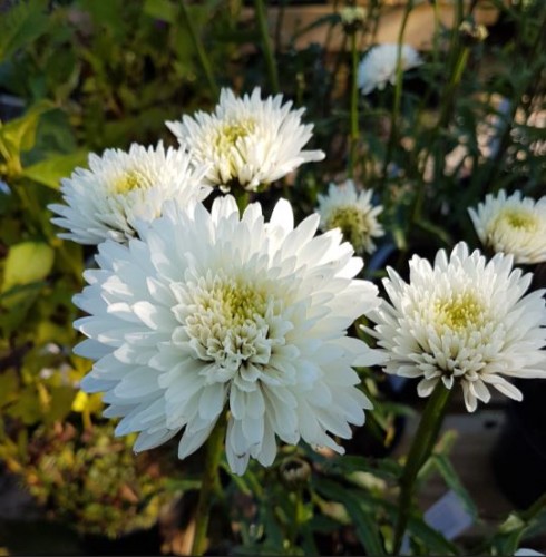 Leucanthemum superbum 'Summer Snowball' | Farmyard Nurseries