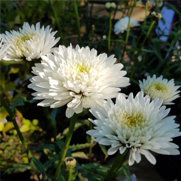 Leucanthemum Superbum 'summer Snowball' 