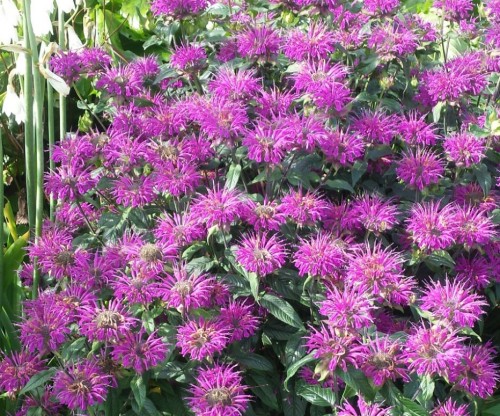 Monarda 'Prairie Night' | Farmyard Nurseries