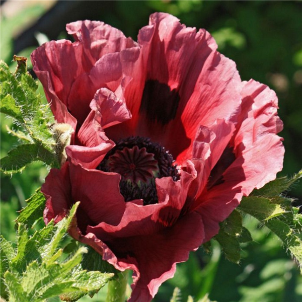 Papaver Orientale 'pattys Plum' 