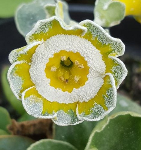 Primula auricula store