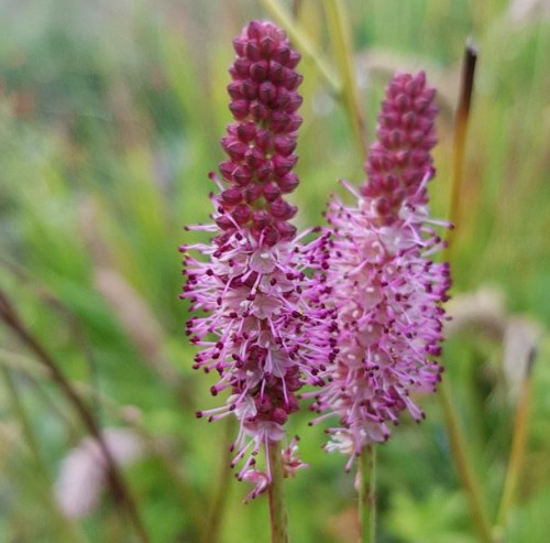 Sanguisorba 'Blackthorn' | Farmyard Nurseries