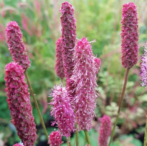 Sanguisorba 'Blackthorn' | Farmyard Nurseries