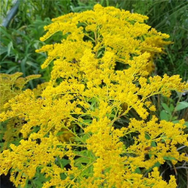 Solidago canadensis | Farmyard Nurseries