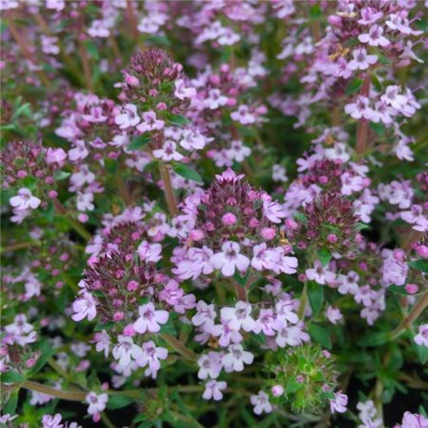 Herb Thyme - Peter Davis | Farmyard Nurseries