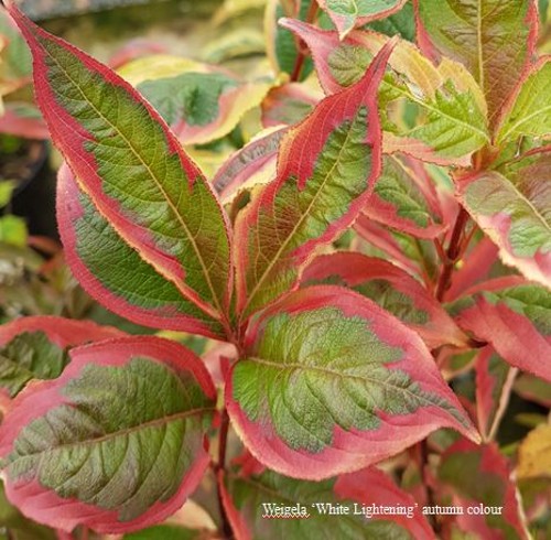 Weigela 'White Lightning' | Farmyard Nurseries