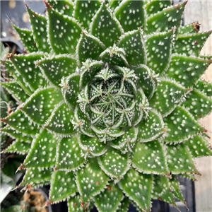 Aloe aristata