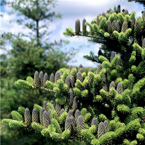 Abies koreana