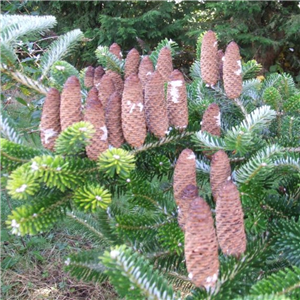 Abies koreana