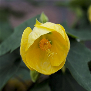 Abutilon Canary Bird