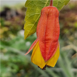 Abutilon Paddys Nephew