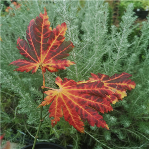 Acer aconitifolium