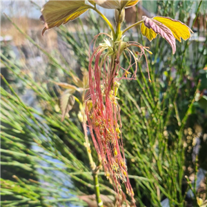 Acer negundo Violacea