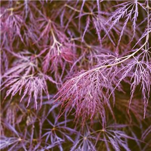 Acer palmatum Garnet