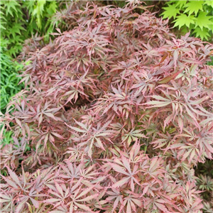 Acer palmatum Jerre Schwartz