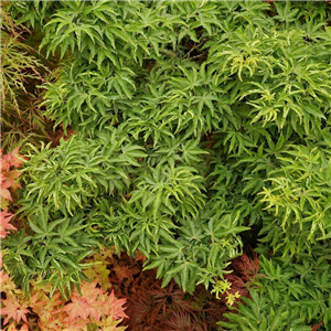 Acer palmatum Shishigashira