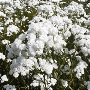 Achillea ptarmica Peter Cottontail