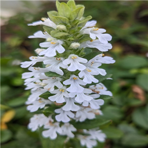 Ajuga reptans Alba