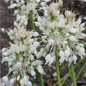 Allium carinatum ssp. pulch ellum f. album