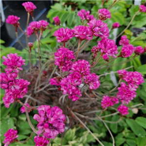 Armeria maritima Rubrifolia