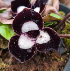 Asarum maximum Silver Panda