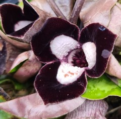 Asarum maximum Silver Panda