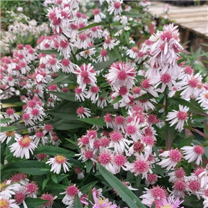 Aster lateriflorus Chloe