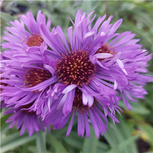 Aster novae-angliae Lou Williams