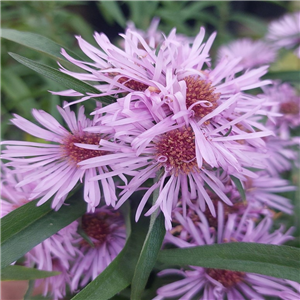 Aster novae-angliae Miss K E Marsh