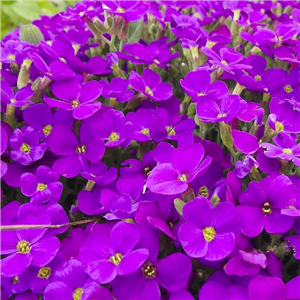 Aubretia deltoidea Kitte