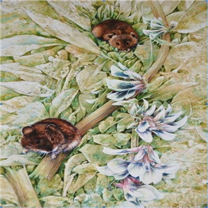 Elaine Franks Artwork Voles & broad beans