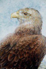 Elaine Franks Artwork White Tailed Sea Eagle