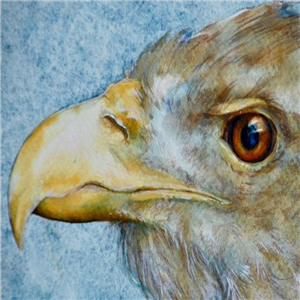 Elaine Franks Artwork White Tailed Sea Eagle