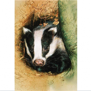 Elaine Franks Artwork Young Sow Badger Priint