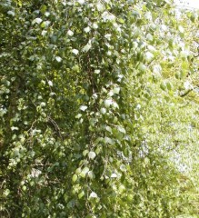 Betula pendula Youngii