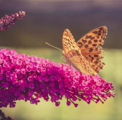 Buddleia Butterfly Candy Little Ruby