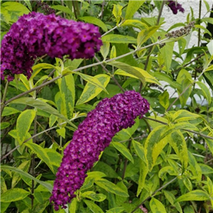 Buddleia davidii Santana