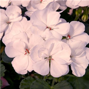 Geranium (Upright) Castello Isabella White