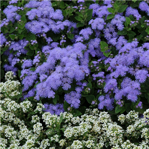 Ageratum Blue Champion approx. 5 per strip