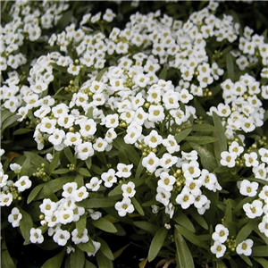 Alyssum White approx. 8 per strip