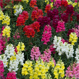 Antirrhinum Sonnet Mixed approximately 5 per strip.