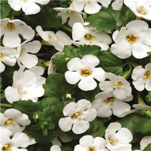 Bacopa Abunda Colossal White