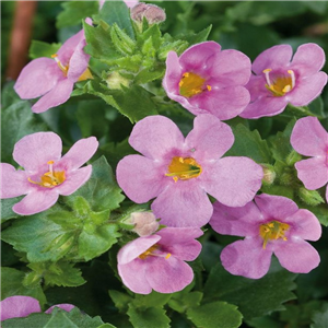 Bacopa Great Pink Beauty