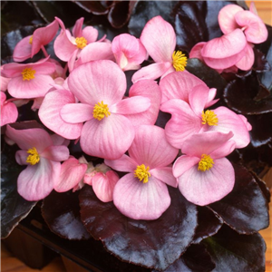 Begonia Devil Pink