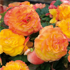 Begonia NonStop Fortune Golden Picotee