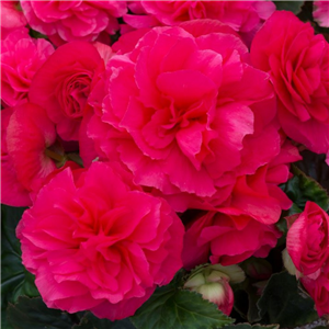 Begonia Nonstop Fortune Rose