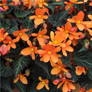 Begonia Glowing Embers