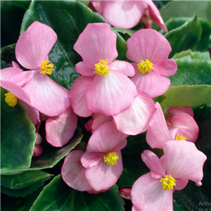 Begonia Heaven Pink approx  5 per strip